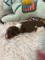 Oscar AKC, a male Miniature Dachshund for sale in Lincolnton, NC – 7 of 9
