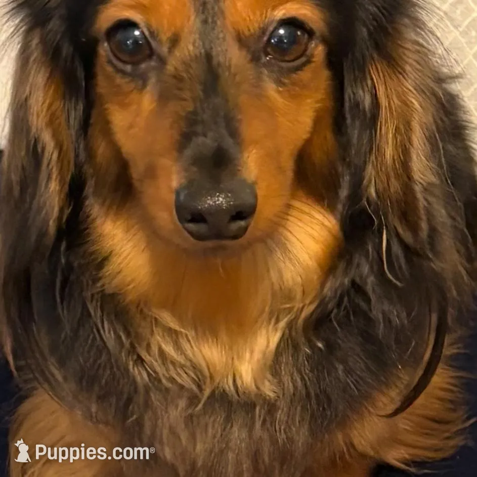 Karly, a female Miniature Dachshund for sale in Lincolnton, NC – Photo 9 of 9