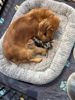 Karly, a female Miniature Dachshund for sale in Lincolnton, NC – Photo 8 of 9