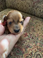 Karly, a female Miniature Dachshund for sale in Lincolnton, NC – Photo 2 of 9