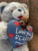 Karly, a female Miniature Dachshund for sale in Lincolnton, NC – Photo 6 of 9