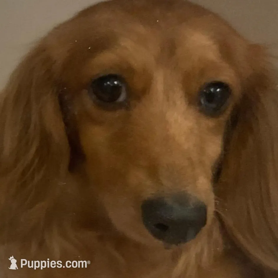 Karly, a female Miniature Dachshund for sale in Lincolnton, NC – Photo 7 of 9