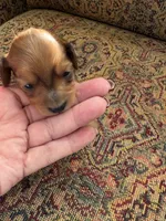 Karly, a female Miniature Dachshund for sale in Lincolnton, NC – Photo 5 of 9