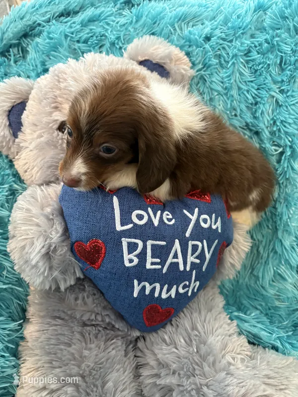 Oscar AKC – Miniature Dachshund puppy for sale in Lincolnton, NC