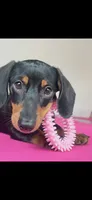 Larry AKC, a male Miniature Dachshund for sale in Lincolnton, NC – 3 of 4