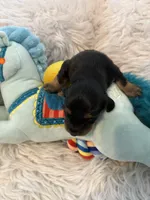 Ozzy AKC, a male Miniature Dachshund for sale in Lincolnton, NC – 5 of 7
