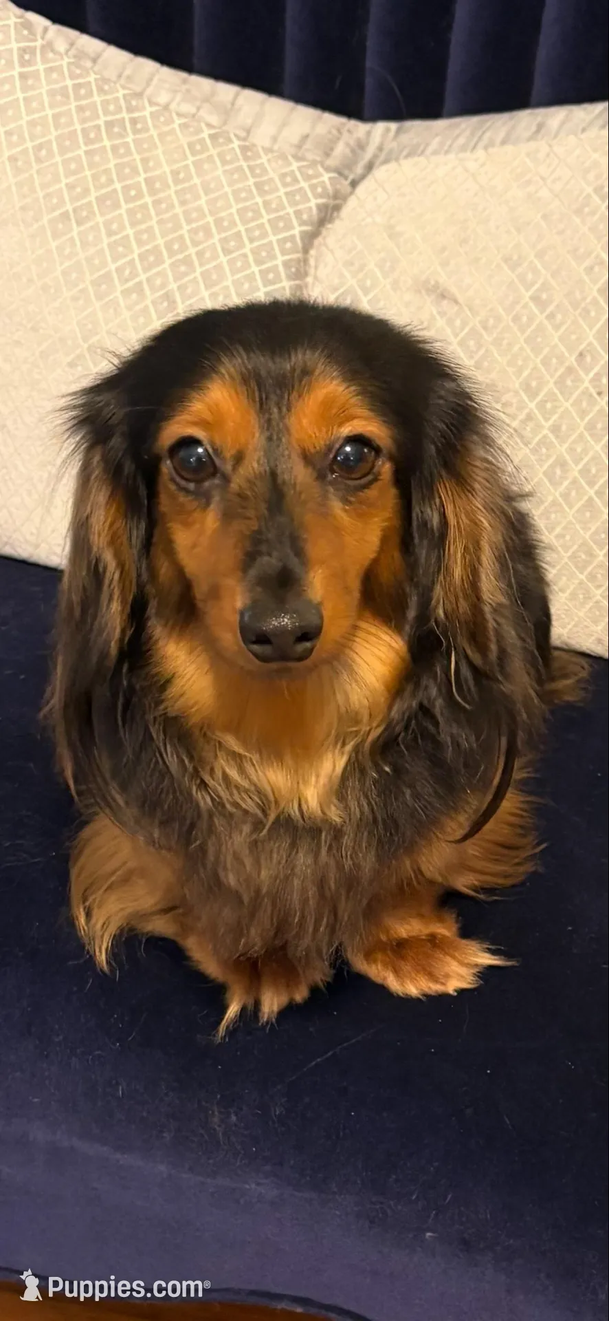 Mason AKC, a male Miniature Dachshund for sale in Lincolnton, NC – Photo 7 of 7