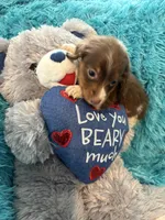 Oscar AKC, a male Miniature Dachshund for sale in Lincolnton, NC – 5 of 8