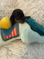 Niles AKC, a male Miniature Dachshund for sale in Lincolnton, NC – 1 of 7