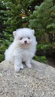 Vail, a male Pomeranian for sale in Henderson, CO – 4 of 6
