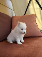 Polo, a male Pomsky for sale in Henderson, CO – 2 of 10