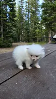 Vail, a male Pomeranian for sale in Henderson, CO – 5 of 6