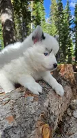 Iris, a female Pomsky for sale in Henderson, CO – 5 of 6