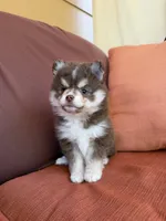 Hazel, a female Pomsky for sale in Henderson, CO – 1 of 8