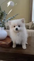 Biscuit, a male Pomeranian for sale in Henderson, CO – 4 of 6