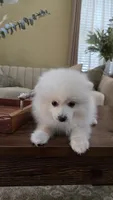 Biscuit, a male Pomeranian for sale in Henderson, CO – 5 of 6
