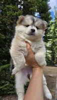 Gracie, a female Pomsky for sale in Henderson, CO – 3 of 6