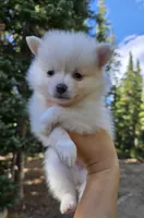 Oscar, a male Pomsky for sale in Henderson, CO – 4 of 8