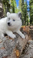 Iris, a female Pomsky for sale in Henderson, CO – 2 of 6