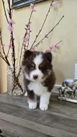 Toffi , a male Pomsky for sale in Henderson, CO – Photo 5 of 5