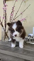 Toffi , a male Pomsky for sale in Henderson, CO – Photo 3 of 5
