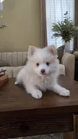 Polo, a male Pomsky for sale in Henderson, CO – 3 of 5