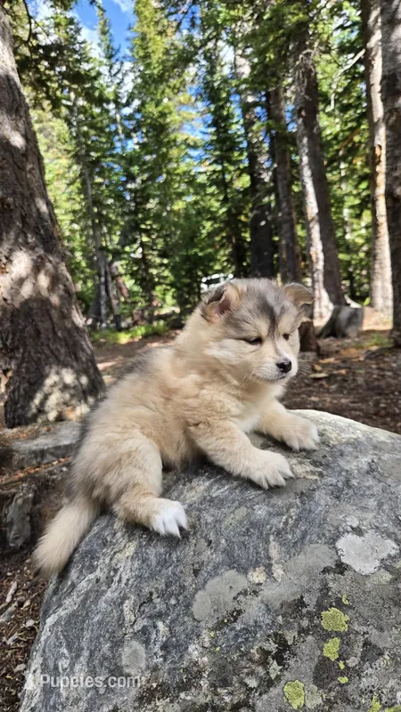Gracie – Pomsky puppy for sale in Henderson, CO