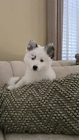 Iris, a female Pomsky for sale in Henderson, CO – 4 of 4