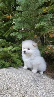 Biscuit, a male Pomeranian for sale in Henderson, CO – 2 of 7