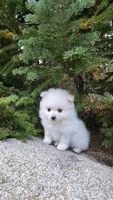 Biscuit, a male Pomeranian for sale in Henderson, CO – 1 of 7