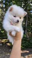 Oscar, a male Pomsky for sale in Henderson, CO – 6 of 8