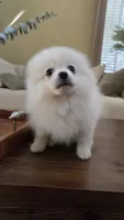 Biscuit, a male Pomeranian for sale in Henderson, CO – 6 of 6