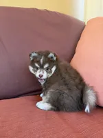 Hazel, a female Pomsky for sale in Henderson, CO – 5 of 8