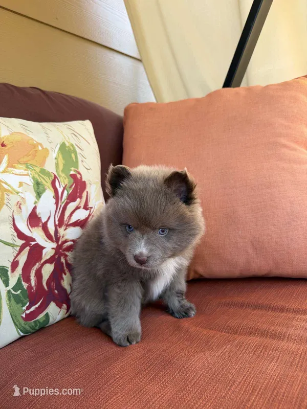 Chaska – Pomsky puppy for sale in Henderson, CO