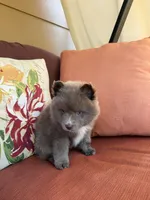 Chaska, a female Pomsky for sale in Henderson, CO – 1 of 7