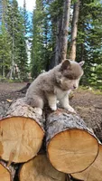 Baxter, a male Pomsky for sale in Henderson, CO – 4 of 6