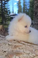 Oscar, a male Pomsky for sale in Henderson, CO – 8 of 8
