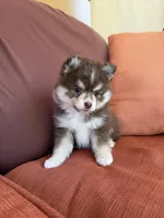Hazel, a female Pomsky for sale in Henderson, CO – 7 of 8