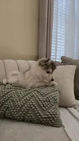 Gracie, a female Pomsky for sale in Henderson, CO – 5 of 5