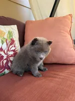 Chaska, a female Pomsky for sale in Henderson, CO – 4 of 7
