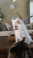 Oscar, a male Pomsky for sale in Henderson, CO – 6 of 7