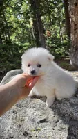 Biscuit, a male Pomeranian for sale in Henderson, CO – 7 of 7