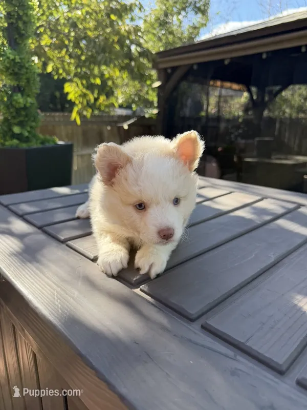 Sweetie  – Pomsky puppy for sale in Henderson, CO