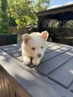 Sweetie , a female Pomsky for sale in Henderson, CO – 1 of 7