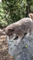 Baxter, a male Pomsky for sale in Henderson, CO – 3 of 6
