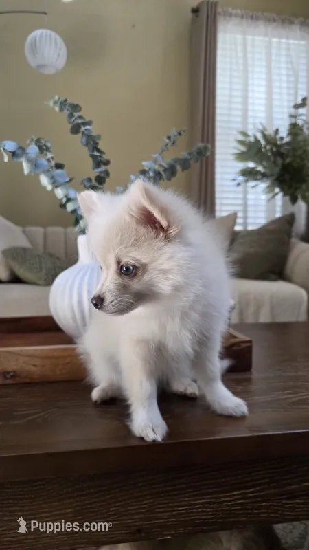 Oscar – Pomsky puppy for sale in Henderson, CO