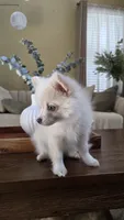 Oscar, a male Pomsky for sale in Henderson, CO – 1 of 7