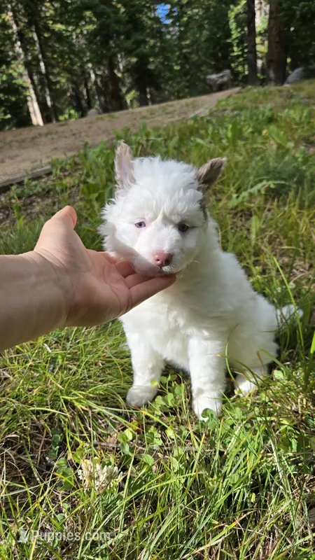 Holly – Pomsky puppy for sale in Henderson, CO