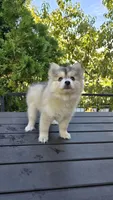 Gracie, a female Pomsky for sale in Henderson, CO – 4 of 5