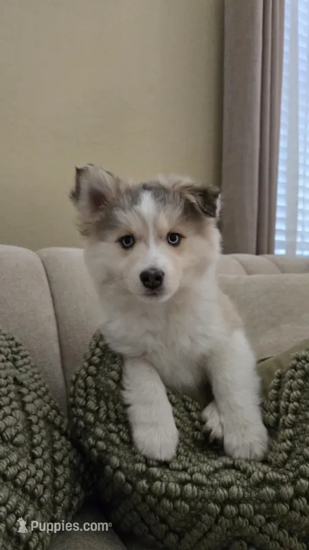 Icy – Pomsky puppy for sale in Henderson, CO